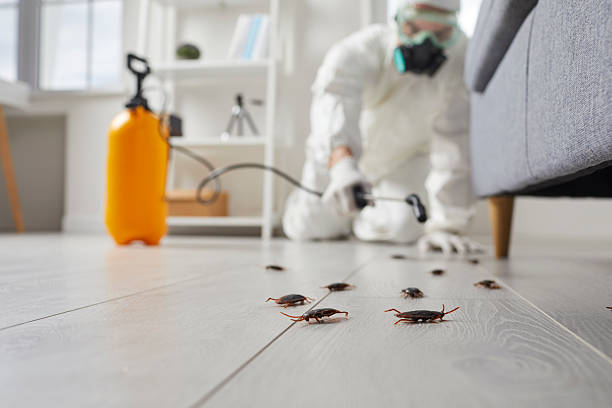 Affordable Pest Control solutions in White Hall, WV